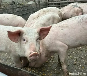 Vând grăsuni - imagine 2