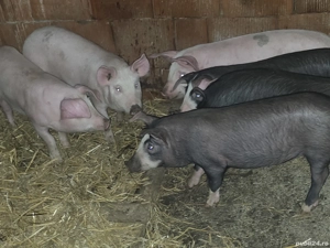 vând 6 soldani rasa de calitate de carne 35 kg