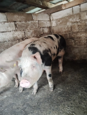 Porci pentru Crăciun, detalii la telefon  - imagine 4