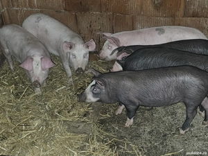 vând soldani rasa de calitate de carne 30-35 kg  - imagine 2