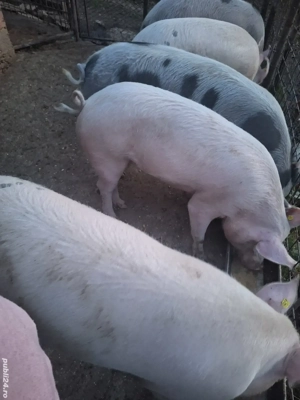 Porci de vanzare  - imagine 2