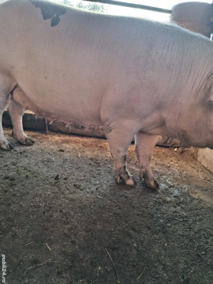 de vânzare două scroafe 250..270 kg ofer transport 