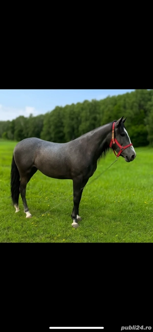 Iapă de rasa Lipizzan, superbă, gestantă 