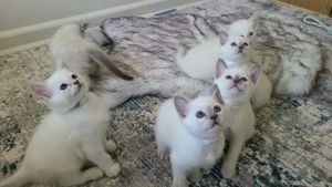 Ragdoll disponibili imediat.  Asigur transport contra cost 