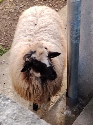 Berbec din primăvară 