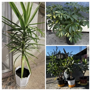 Vând Yucca, Crassula și Schefflera