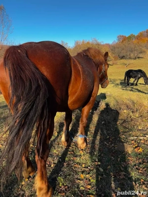 Iapa de vanzare! - imagine 4