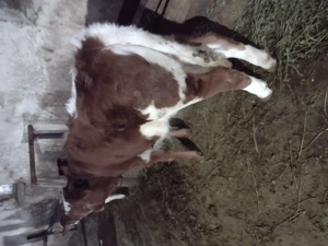 Vând viețile sau schimb cu cereale