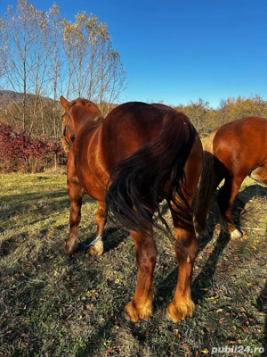 Iapa de vanzare! - imagine 2