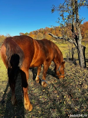 Iapa de vanzare! - imagine 3