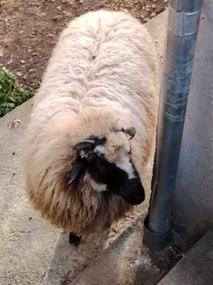 Berbec din primăvară  - imagine 2