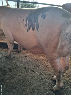 de vânzare scroafă 270 kg rasă marele alb ofer transport 