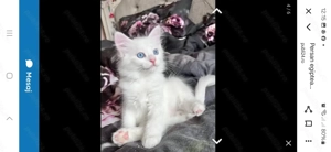 Ragdoll disponibili imediat.  Asigur transport contra cost  - imagine 4