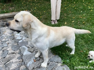 Labrador Retriver - imagine 3