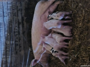 vand scroafa cu purcei de 4 săptămâni