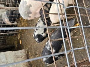 De vanzare - imagine 2