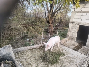 Vând sau schimb vier - imagine 3