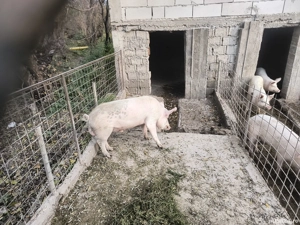 Vând sau schimb vier