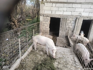 Vând sau schimb vier - imagine 2