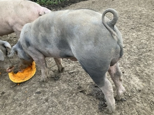 Vier pietrain belgian - imagine 2