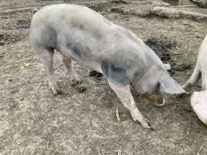 Vier pietrain belgian - imagine 3