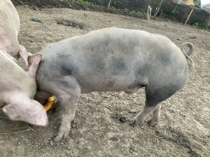 Vier pietrain belgian