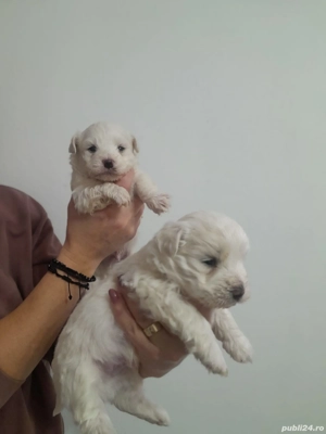  Catei Bishon - imagine 3