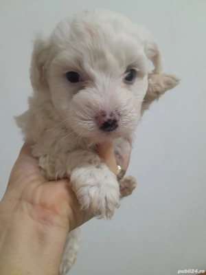  Catei Bishon - imagine 6