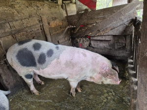 Porci de vânzare - imagine 4