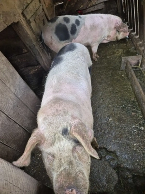 Porci de vânzare - imagine 2