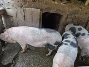 Porci de vânzare - imagine 3