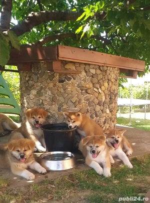 Akita Inu Japonez pedigree tip A