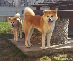 Akita Inu Japonez pedigree tip A - imagine 5