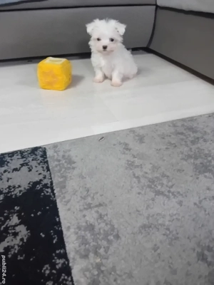 Bichon maltez mini toy 