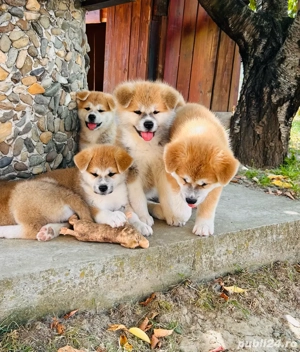 Akita Inu Japonez pedigree tip A