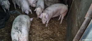 vand porci 18 lei kg in viu - imagine 3