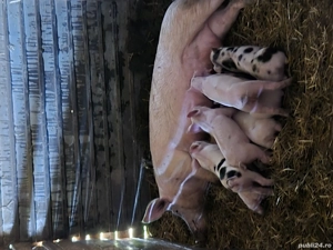 scrofa cu purcei de vanzare
