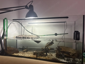 Broasca țestoasa și accesorii