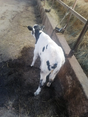 Vând un vitel - imagine 4