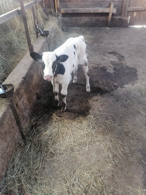 Vând un vitel - imagine 3