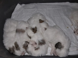 Căței bichon havanez  - imagine 3