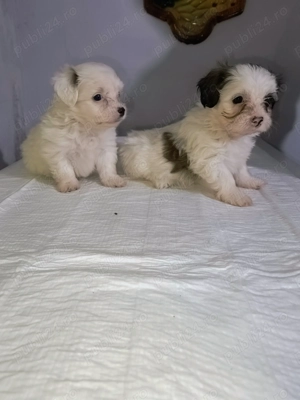 Căței bichon havanez  - imagine 2