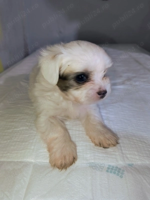 Căței bichon havanez  - imagine 5