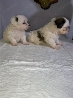 Căței bichon havanez  - imagine 4