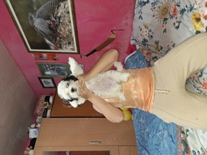 Cauta casa noua  - imagine 2