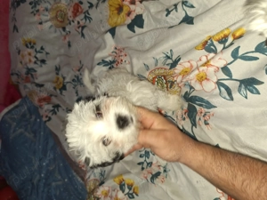 Cauta casa noua  - imagine 2