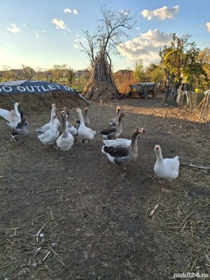Vând gâște tinere crescute bio