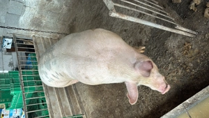 Vând Porc 200kg + - imagine 2