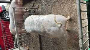 Vând Porc 200kg + - imagine 4