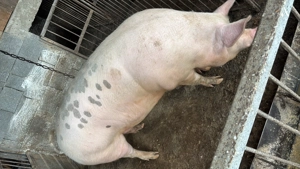 Vând Porc 200kg + - imagine 3